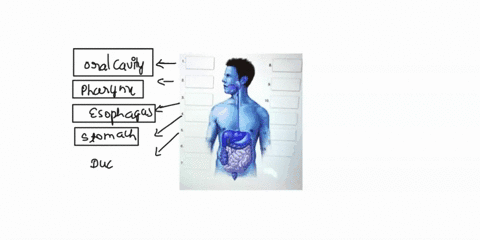 43-020-points-place-the-following-anatomical-structures-in-the-correct-order-following-the-path-that-food-would-take-pharynx-rectum-stomach-descending-colon-3-ascending-colon-jejunum-10-esop-96346