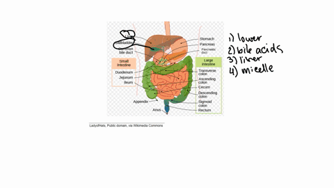 the-vast-majority-of-fat-digestion-occurs-in-the-portion-of-the-gi-tract-it-begins-when-triglycerides-are-emulsified-by-from-the-gallbladder-the-bile-was-originally-made-by-the-3_-and-is-mad-99658
