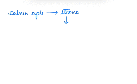 question-21-where-does-the-calvin-cycle-take-place-in-the-cell-stroma-cytoplasm-inner-mitochondrial-membrane-outer-chloroplast-membrane-thylakoid-membrane-inner-chloroplast-membrane-matrix-p-67587