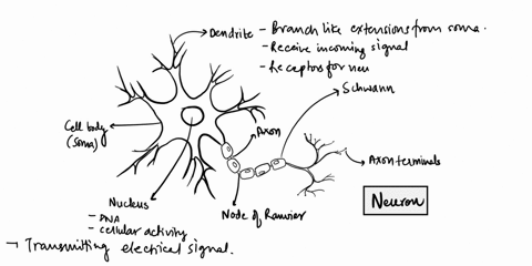 question-10-name-the-cells-in-this-tissue-specimen-97339
