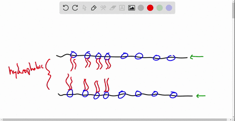 which-of-the-following-statements-is-true-about-biomembrane-membrane-proteins-and-lipids-are-distributed-symmetrically-in-the-two-leaflets-of-the-bilayer-lipid-iinked-proteins-are-anchored-t-26792