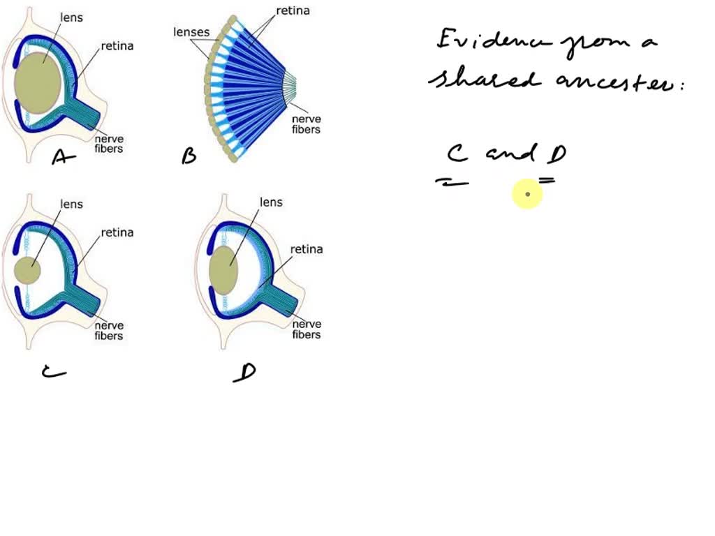 Anatomy, physiology and hygiene . t animals. In the cat it is anarrow,  horizontal slit when contracted, and is round when dilated.Capable of great  dilatation, it enables the cat to see even, image size:1024x768