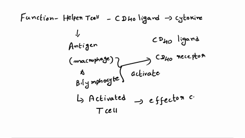 describe-the-importance-of-helper-t-cells-to-the-immune-response-89613
