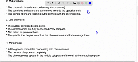 Prophase Labeling Question b) Prophase is one of the stages of mitosis. The two diagrams below ...