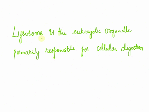 which-eukaryotic-organelles-is-primarily-responsible-for-cellular-digestion-44547