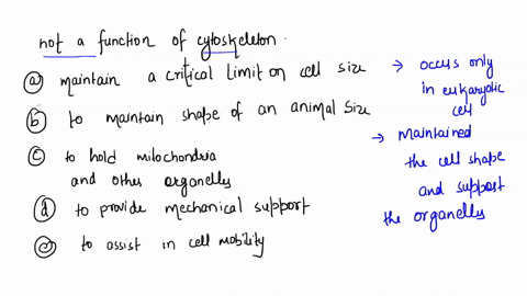 which-of-the-following-is-not-a-known-function-of-the-cytoskeleton-a-to-maintain-a-critical-limit-on-cell-size-b-to-maintain-the-characteristic-shape-of-an-animal-cell-c-to-hold-mitochondria-64969