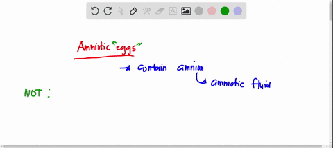 which-of-the-following-does-not-lay-amniotic-eggs-a-birds-b-monotremes-c-marsupials-d-reptiles-17516