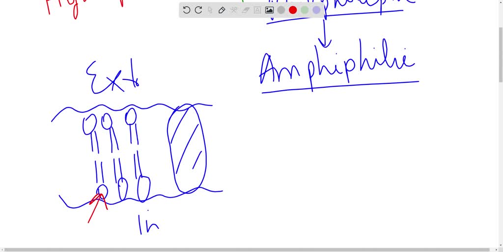 SOLVED: Explain how a molecule can be both hydrophilic and hydrophobic