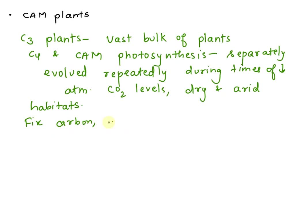 SOLVED: CAM plants lack a C4 pathway have a temporal separation of C3 ...