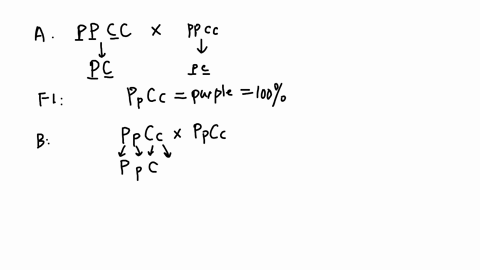 epistasis-1-in-violets-purple-flower-color-p-is-dominant-over-white-p-but-there-is-also-a-gene-that-determines-if-that-pigment-will-be-expressed-in-the-petals-of-the-flower-if-the-plant-is-c-12433