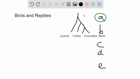 traditional-phylogenetic-systematists-consider-birds-as-a-separate-class-from-reptiles-because-a-of-sufficient-morphological-difference-from-their-reptile-ancestors-b-birds-are-closely-relat-56422
