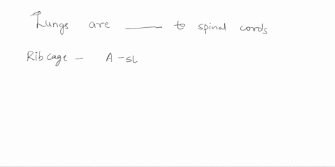 your-lungs-are-____-to-your-spinal-column-a-posterior-b-lateral-c-inferior-d-anterior-94758