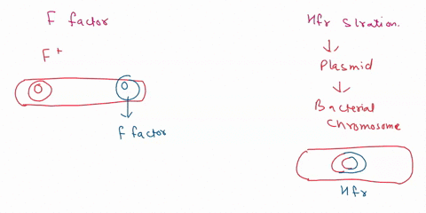 what-is-the-dlifference-between-the-f-factor-a-hfr-stain-10-explain-the-difference-between-transduction-and-conjugation-60007