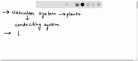 what-is-vascular-system-of-plants-please-make-the-answer-lengthy-71509