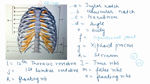identify-the-bones-and-bone-markings-in-the-accompanying-illustration-of-a-bony-thorax-32396