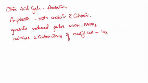 describe-the-role-of-the-citric-acid-cycle-in-anabolism-54965