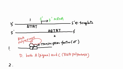 the-diagram-below-shows-short-region-of-a-double-stranded-dna-the-dna-backbones-the-molccule-the-horizontal-lines-indicate-scquenccs-of-two-potential-promoters-are-bolded-and-indicates-highl-09474