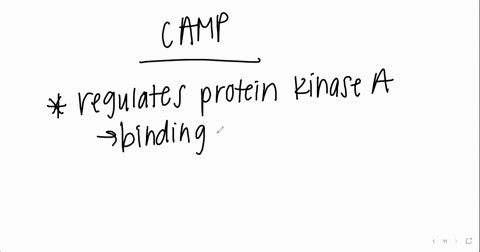 how-does-camp-regulate-protein-kinase-a-camp-binds-to-the-regulatory-subunits-of-protein-kinase-a-causing-a-conformational-change-that-releases-the-catalytic-subunits-to-carry-out-phosphoryl-76363