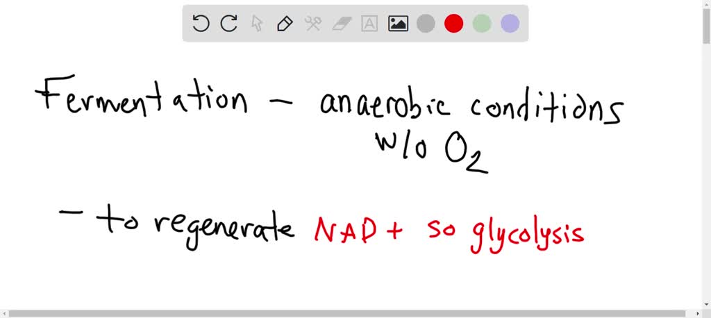 solved-4-what-is-the-purpose-of-fermentation-reactions-to-regenerate