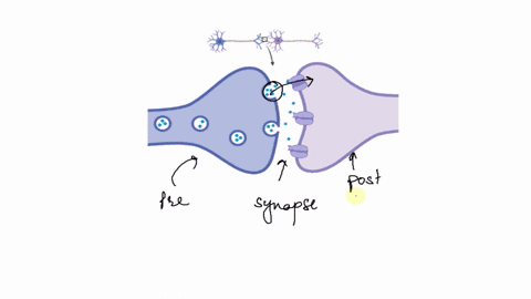 you-touch-hot-stove-and-withdraw-your-hand-before-you-perceive-pain_-identify-the-neural-pathway-involved-in-this-response_-poin-stimulus-sensory-neuron-interneuron-brain-motor-neuron-sensor-41654