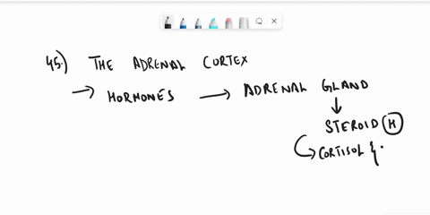 the-adrenal-cortex-secrets-only-these-hormones-polypeptide-hormones-corlicosteroid-hormones-amine-derivative-hormones-glycoprolein-hormones-inorganie-hormones-such-as-nitrie-oxid-releasing-h-42728