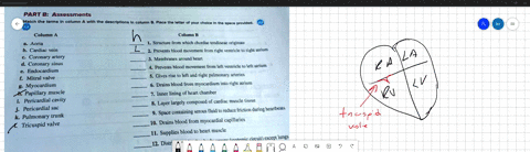 eplcaroiigte-murnrdnnt-endocmdlurt-part-b-assessments-match-the-rarmt-column-wlth-ihe-descripllons-column-piace-tho-iotter-your-cnoice-ina-pacu-pro-ided-colunin-culumn-aorta-cardiac-vein-cor-55547