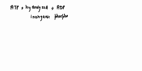 why-is-atp-an-important-molecule-in-metabolism-hydrolysis-of-atp-to-adp-directly-provides-the-energy-for-anabolic-reactions-hydrolysis-of-atp-to-adp-directly-provides-the-energy-for-cataboli-69621