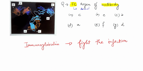 it-18-now-widely-accepted-that-the-human-species-orlginated-in-africa_-why-does-the-greater-genetic-diversity-observed-in-african-populations-support-the-out-of-africa-hypothesis-answer-in-y-87426