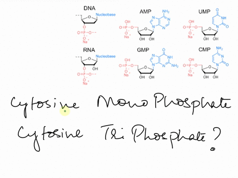 1-9-asproduci-h-your-understanding-questlon-16-both-ctp-and-cmp-may-be-incorporated-incorponatedintoarrowing-dr-below-is-a-fgure-comparing-ctp-on-the-left-and-cmp-oniychpuay-c-mncorporaledin-37804