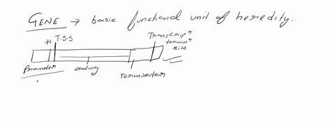 1-what-is-a-gene-describe-the-function-structure-and-location-within-the-cell-1-how-long-are-each-of-your-peptide-chains-how-many-amino-acids-are-present-2-what-differences-exist-between-you-04245