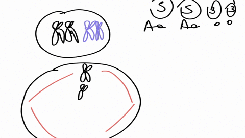 8-if-a-cell-has-diploid-number-of-8-zn-8-before-meiosis-how-many-chromosomes-will-be-in-each-of-the-four-daughter-cells-atter-meiosis-il-if-one-pair-of-homologous-chromosomes-experiences-non-83394
