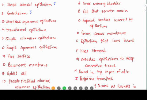 match-each-structure-listed-on-the-left-with-the-correct-description-on-the-right-1-simple-cuboidal-epithelium-lines-urinary-bladder-endothelium-cell-that-secretes-mucin-stratified-squamous-35542