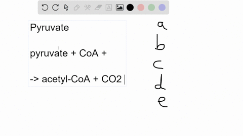 before-pyruvate-enters-the-citric-acid-cycle-it-is-decarboxylated-oxidized-and-combined-with-coenz-3-09035