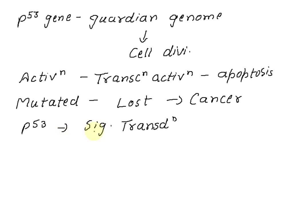 SOLVED: As shown in this paper; the p53 protein (encoded by the p53 ...