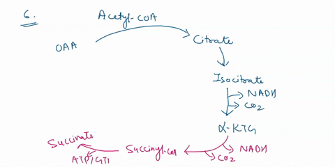 hhe-krees-cycle-include-ell-ot-tne-7dd-7he-of-j-tevcedtpradico-texhyruvic-qcid-6a-coz-6fadhz-6-naph-4-atp-mol-nadh-7-7-each-iol-of-alucose-that-enters-alycolysis-gre-prodvced-2-is-the-cotred-63496