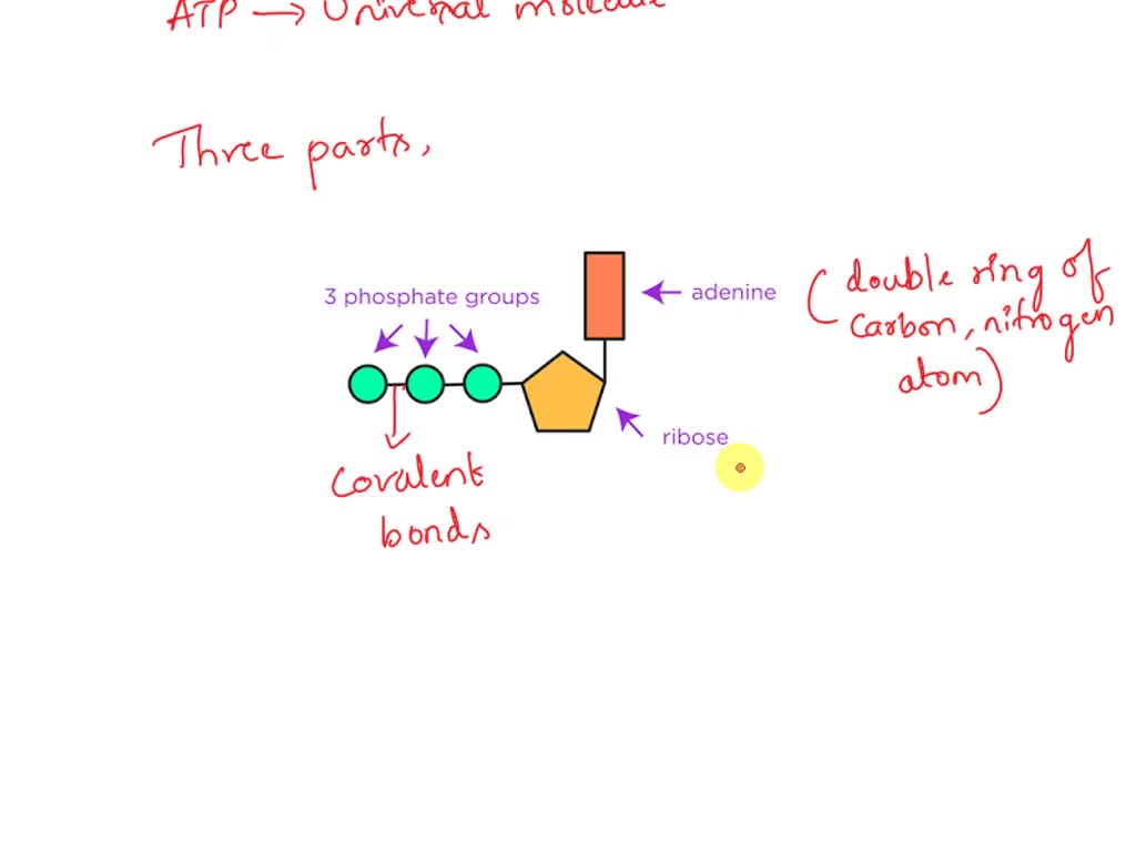 The Amazing Adp Atp Switch Mastering Phosphofructokinase - ceonqdd