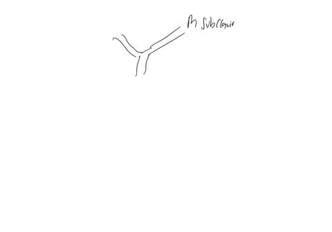 the-brachiocephalic-ortery-sends-branches-to-qquad-c-the-leg-and-foot-b-the-heart-and-lungs-1c-the-orm-and-heod-d-the-abdominal-organs-clear-my-choice