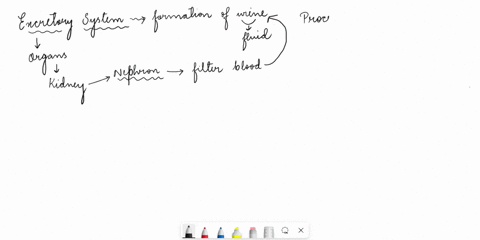 which-of-the-following-structures-reabsorbs-useful-substances-from-the-urine-48865