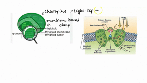 question-69-15-points-in-the-thylakoid-membranes-of-plants-what-ihe-maln-role-of-the-antenna-pigment-molecules-a-harvest-pholons-and-transfer-light-enorgy-to-ihe-reaclion-conter-chlorophyll-06762