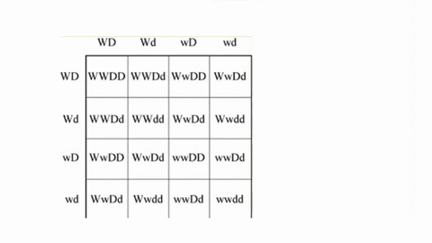 correctly-put-the-steps-of-neural-transmission-in-the-right-order-neurotransmitters-bind-with-postsynaptic-receptors-in-a-lock-and-key-fit-2-nerve-impulse-causes-synaptic-vesicles-to-fuse-wi-86805