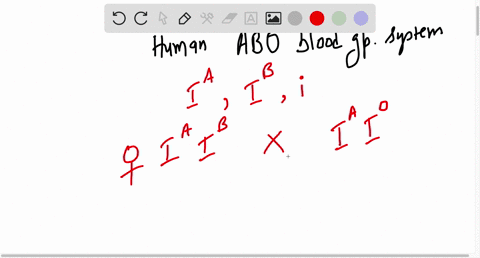 in-humans-the-three-alleles-ia-ib-and-i-constitute-a-multiple-allelic-series-that-determines-the-abo-blood-group-system-a-woman-of-blood-group-ab-has-children-with-a-man-of-blood-group-a-who-19592