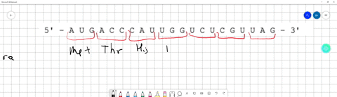 the-sequence-of-nucleotides-in-an-mrna-transcript-is-as-follows-u-g-a-c-a-u-u-c-u-c-g-u-u-4-g-assuming-that-ribosomes-could-translate-this-mrna-provide-the-number-of-amino-acids-you-would-ex-71877