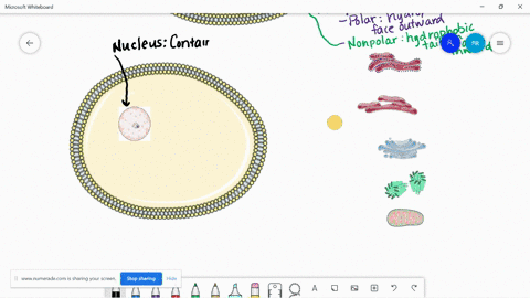 what-three-basic-structures-compose-eukaryotic-cells-what-important-macromolecule-is-located-in-the-nucleus-what-term-is-used-to-describe-the-cell-membrane-due-to-the-fact-it-only-allows-cer-52399