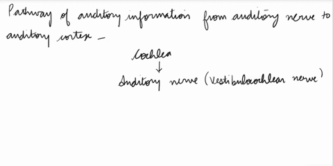 question-7-which-of-the-following-pathways-carries-auditory-information-frorn-the-auditory-ncrve-to-the-auditory-cortex-gracilecuneate-nucleus-medial-lemniscus-uen-posterior-thalamic-nucleus-24934