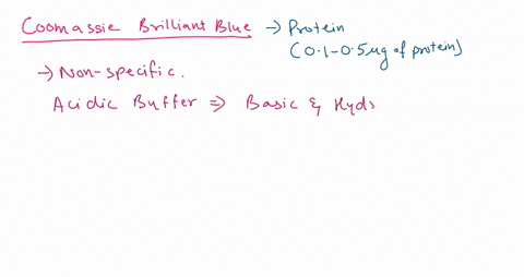 Prolein What amino acids dces the bradford protein assay primarily...