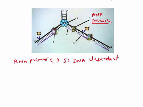 question-1-1pts-what-is-represented-by-the-letter-d-helicase-dna-polymerase-primase-primer-ligase-nert-39155