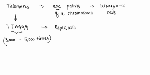 use-the-information-gathered-in-the-action-of-telomerase-animation-to-answer-the-question-which-of-the-statements-about-telomeres-is-false-the-younger-the-cell-is-the-longer-the-telomere-len-78736