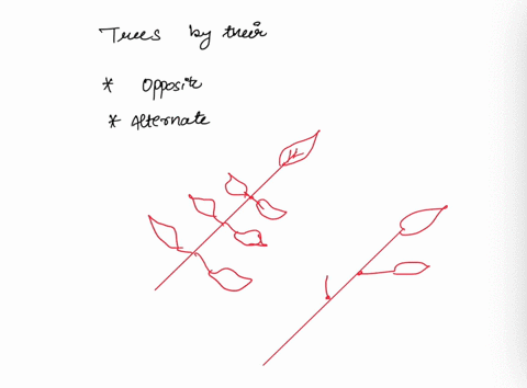 when-identifying-trees-drraneemania-econn-ttuc-falsee-question-3-in-terms0t-plant-structures-slems-arc-dwided-into-nodrand-internodts-internodes-are-whero-icaves-attach-to-thestem-tun-folte-26071