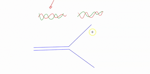 complementary-strands-of-dna-run-from-the-5-to-the-3-ends-in-opposite-directions-this-is-best-described-as-semi-conservative-complementary-base-pairings-antiparallel-codons-which-enzyme-work-00152