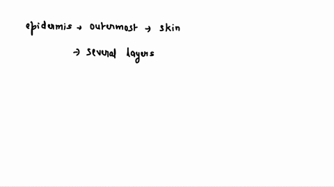 which-layer-of-the-epidermis-contains-mitotic-cells-dividing-cells-stratum-corneum-stratum-spinosum-suatum-granulosum-suatum-bale-3004-47mmu-23948
